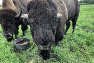 Rowdy the Buffalo